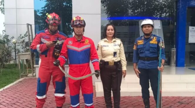 
					Dinas Damkar Barito Utara Evakuasi Ular di Halaman Kantor BRI Muara Teweh